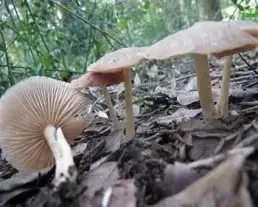 Zöldesszürke döggomba