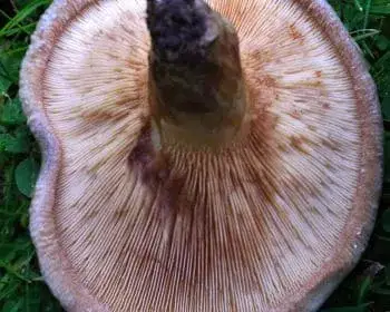 Kahler Krempling - Paxillus involutus