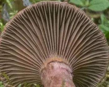Copper Spike - Chroogomphus rutilus