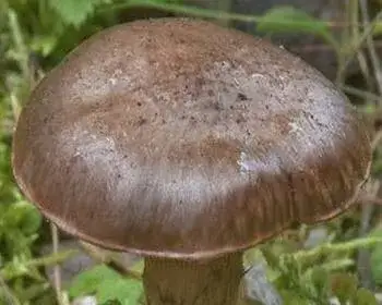 Copper Spike - Chroogomphus rutilus