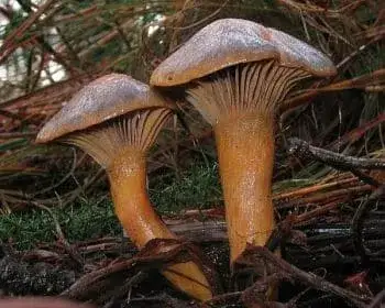 Copper Spike - Chroogomphus rutilus
