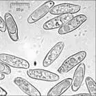 Spore image mushroom spore image