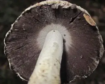 Common Inkcap - Coprinopsis atramentaria