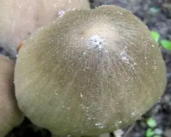 Common Inkcap - Coprinopsis atramentaria