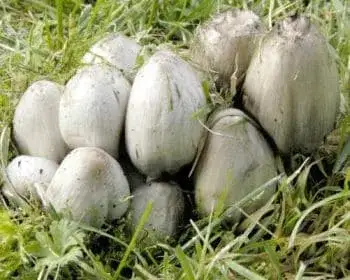 Common Inkcap - Coprinopsis atramentaria