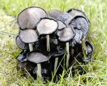 Common Inkcap - Coprinopsis atramentaria