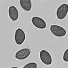 mushroom spore image