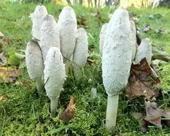 Schopf-Tintling - Coprinus comatus