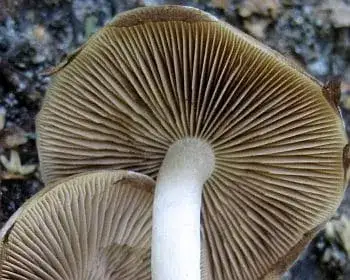 Common Stump Brittlestem - Psathyrella piluliformis