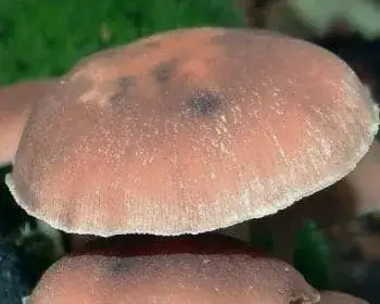 Common Stump Brittlestem - Psathyrella piluliformis