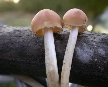Common Stump Brittlestem - Psathyrella piluliformis