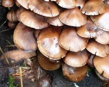 Common Stump Brittlestem - Psathyrella piluliformis