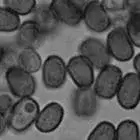 mushroom spore image