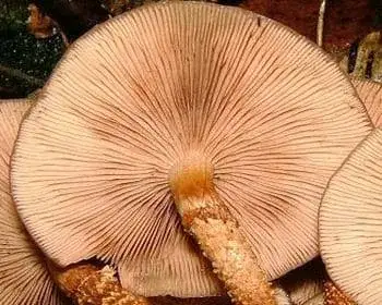 Ízletes tőkegomba - Kuehneromyces mutabilis