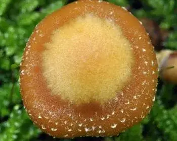 Ízletes tőkegomba - Kuehneromyces mutabilis
