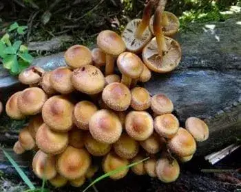 Ízletes tőkegomba - Kuehneromyces mutabilis