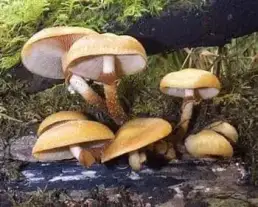 Ízletes tőkegomba