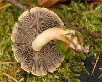 Brick Cap - Hypholoma lateritium