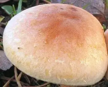Brick Cap - Hypholoma lateritium
