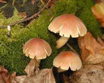 Brick Cap - Hypholoma lateritium