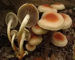 Vöröses kénvirággomba