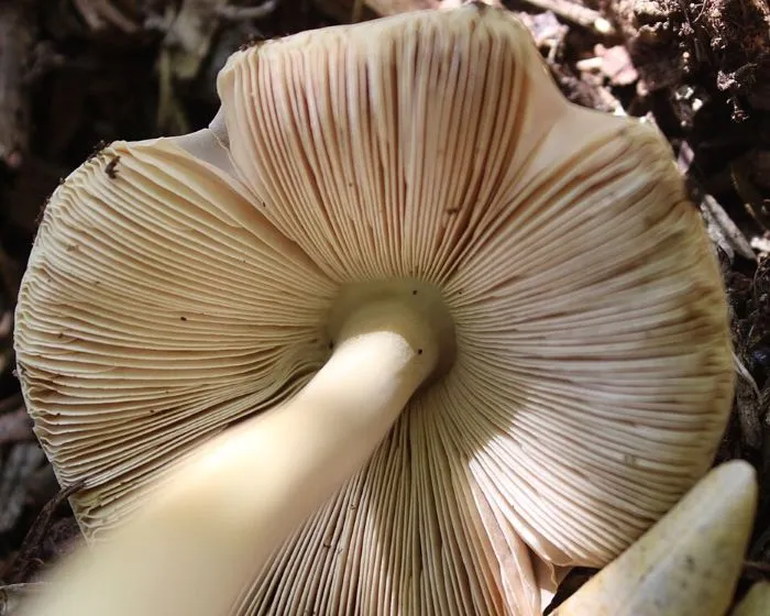 Schleimiger Scheidenstreifling - Volvariella gloiocephala