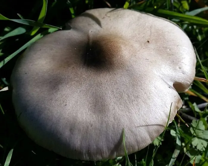 Schleimiger Scheidenstreifling - Volvariella gloiocephala
