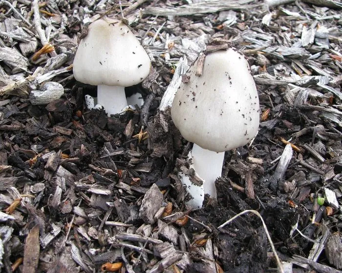 Schleimiger Scheidenstreifling - Volvariella gloiocephala