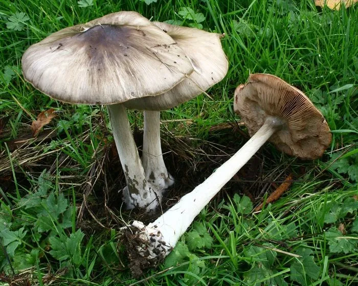 Schleimiger Scheidenstreifling - Volvariella gloiocephala
