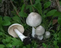 Ragadós bocskorosgomba