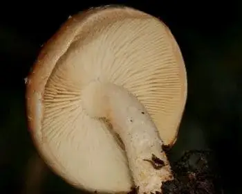 Heim's Fiberhead