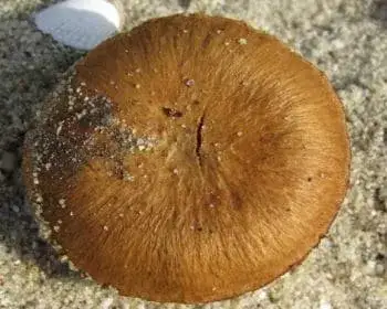 Heim's Fiberhead