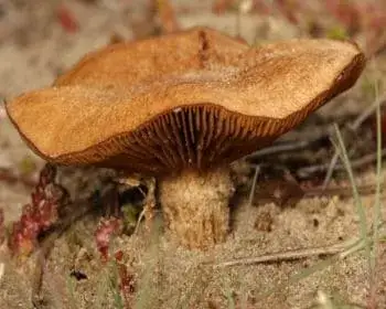 Heim's Fiberhead