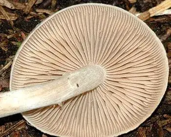 Dunkelfüßiger Träuschling - Hebeloma mesophaeum