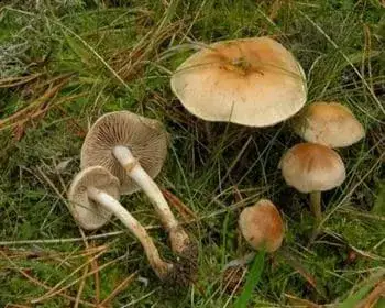 Dunkelfüßiger Träuschling - Hebeloma mesophaeum