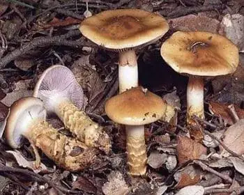 Nyálkástönkű pókhálósgomba