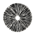 schwarz Sporenfarbe