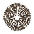 schwärzlichbraun Sporenfarbe