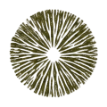 blackolive mushroom spore color