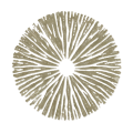 oliva mushroom spore color